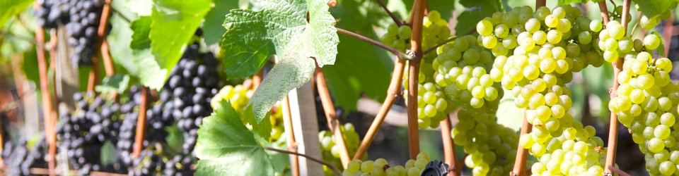 Un verre de vin